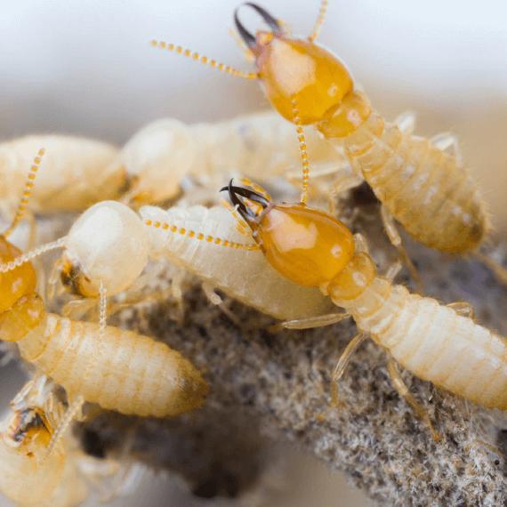 Habitat-Protection-drywood-termite-pest-control