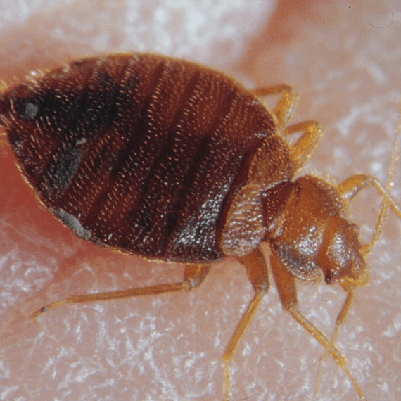 Habitat-Protection-bed-bug-pest-control