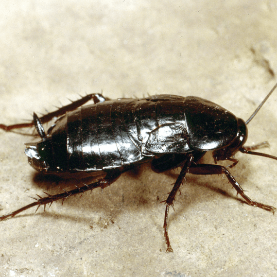 Habitat-Protection-Oriental-cockroach-Escondido-pest-control-in-san-diego-ca