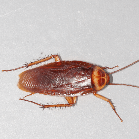 Habitat-Protection-american-cockroach