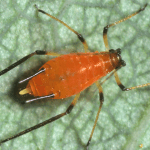 Aphid