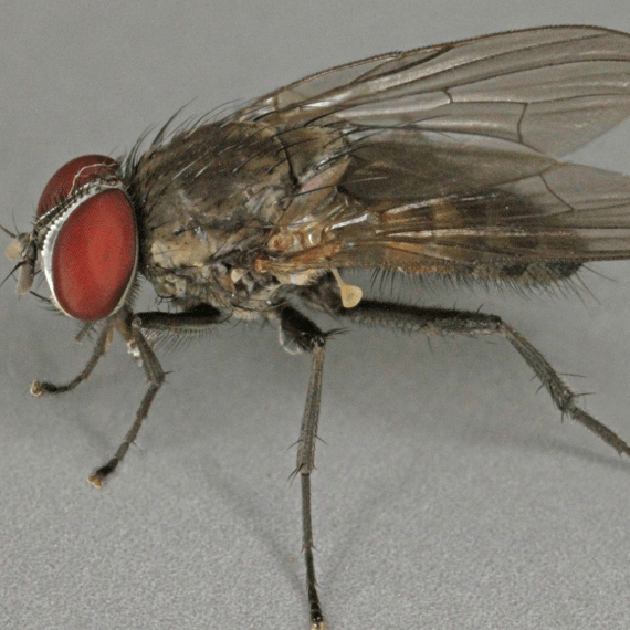 Lesser House Fly | Habitat Protection, Inc.