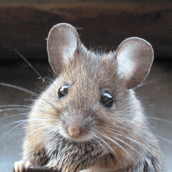 Escondido Rodent Control-Escondido-pest-control-in-san-diego-ca