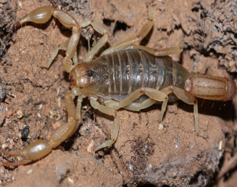 Stripe-Tailed Scorpion