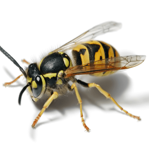 Yellow Jacket | Habitat Protection, Inc.