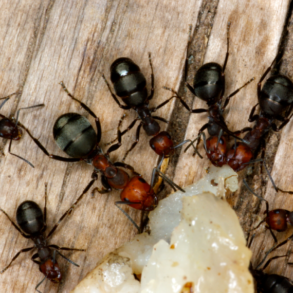 Habitat-Protection-Escondido-ant-pest-control-in-san-diego